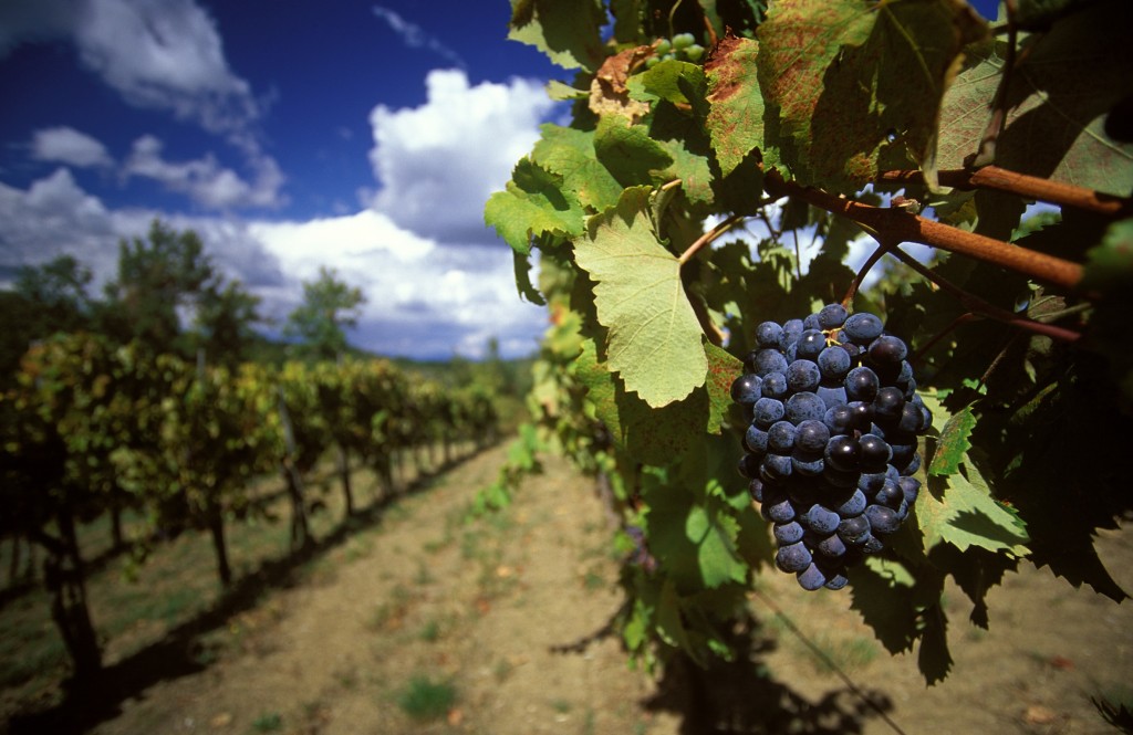 click to enlarge Chianti_uva