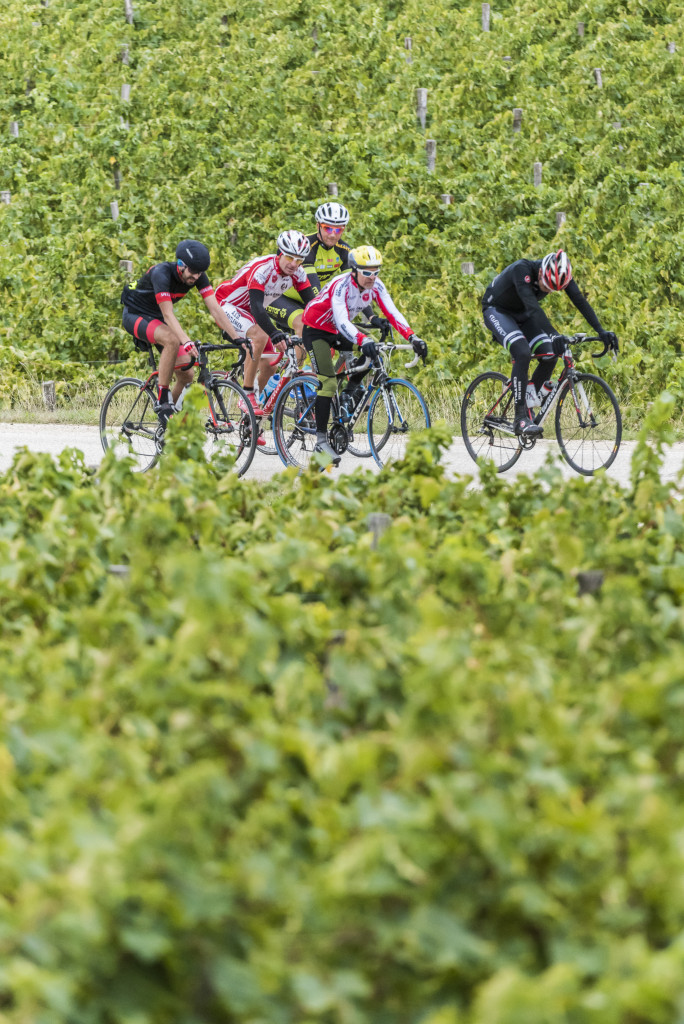 click to enlarge Istria_Granfondo2015_foto08