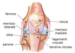 anatomia ginocchio